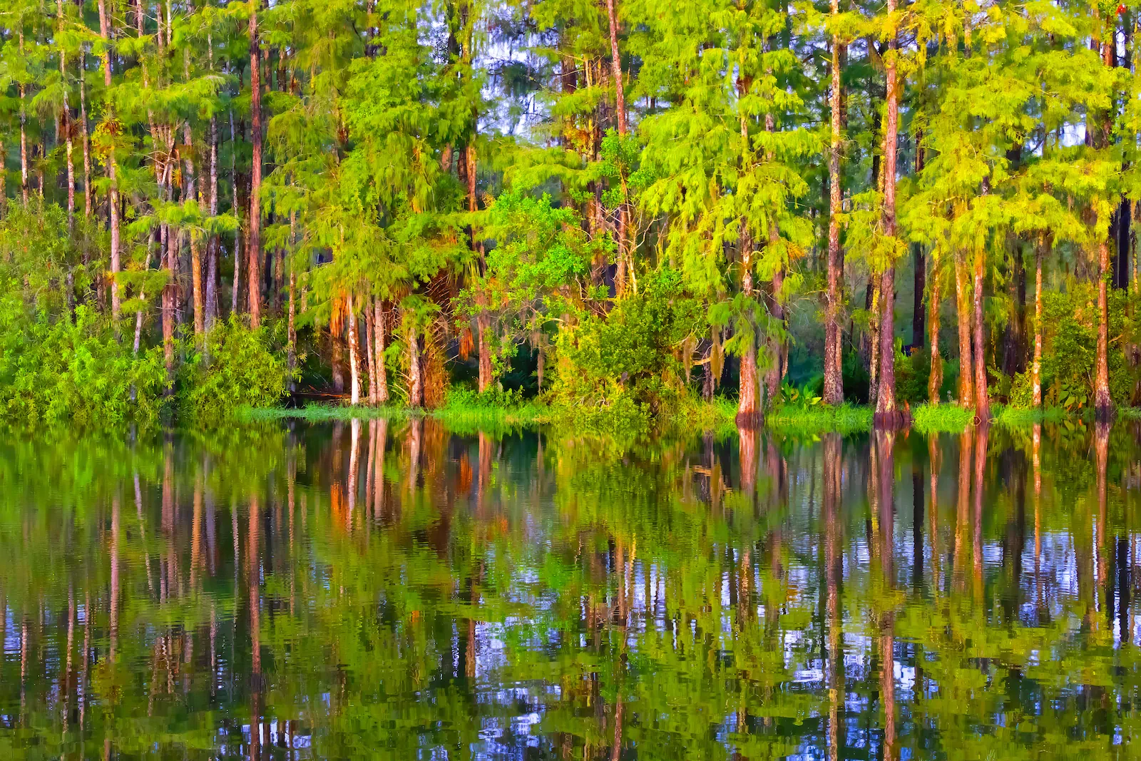 Bald cypress mirrored in the still, glassy water of a Lee County wetland at golden hour.
