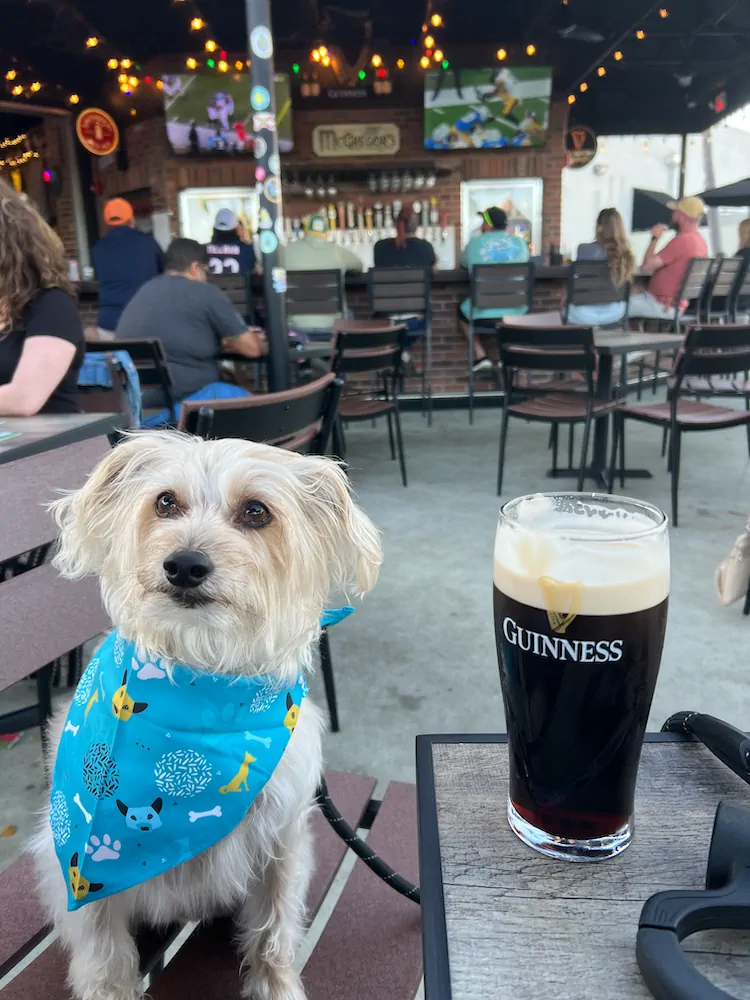 The family dog in a bandana on the patio of a neighborhood dog-friendly bar.
